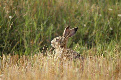 European hare - Stock Image - Z938/0072 - Science Photo Library