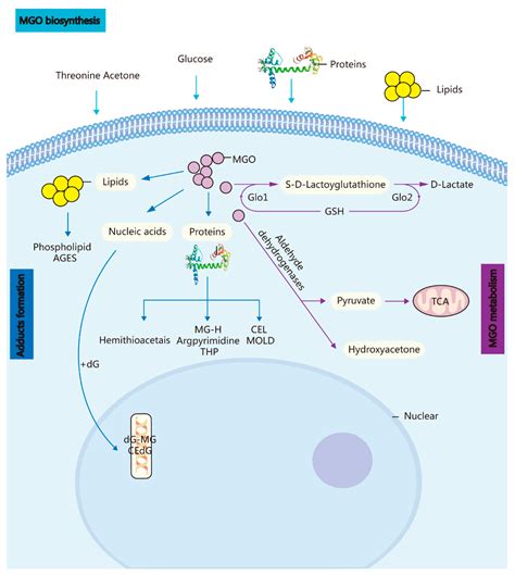 Molecules | Free Full-Text | Methylglyoxal in the Brain: From Glycolytic Metabolite to ...