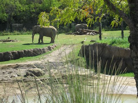 File:Dallas Zoo Elephant.jpg - Wikimedia Commons