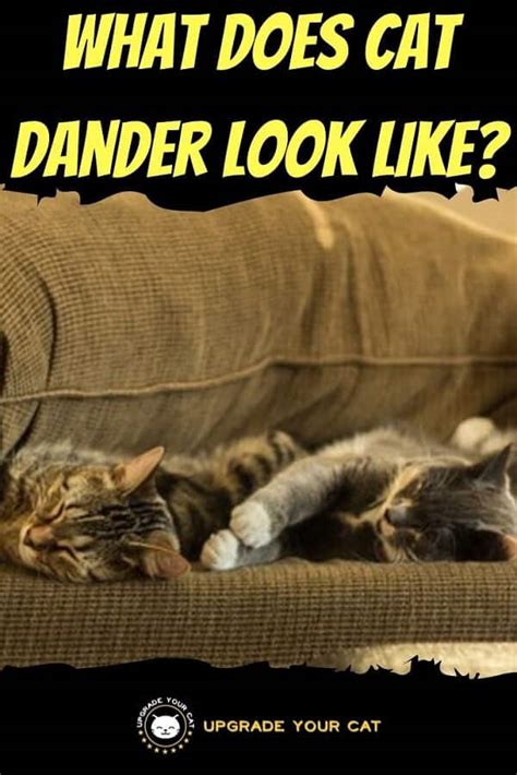 What Does Cat Dander Look Like? (Explained)