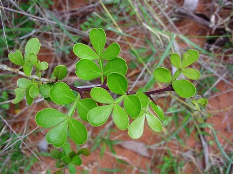 Plantekey | Auroville Botanical Garden