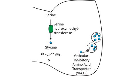 Neurotransmitter Synthesis and Storage – Foundations of Neuroscience