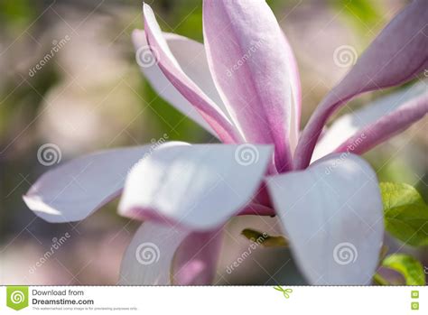 Magnolia in Spring stock image. Image of macro, fragility - 80197393