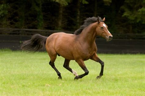 World Champion Stallion Galileo Has Died, Aged 23 | Racing and Sports