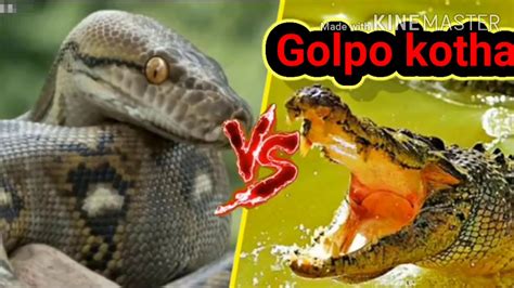 Crocodile vs anaconda very dangerous fight - YouTube