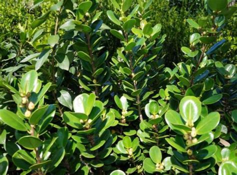 Ficus Green Island Fig | PLANTS WHITSUNDAY