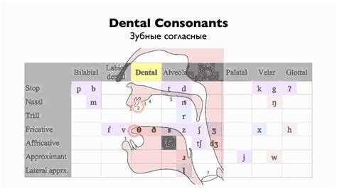 Place Of Articulation English Consonants - IMAGESEE