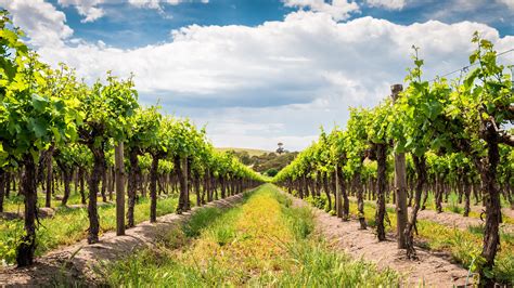 Best vineyards in Australia | Jacada Travel