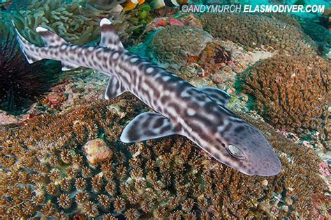 Coral Catshark Atelomycterus marmoratus | Cat shark, Shark pictures, Marine mammals