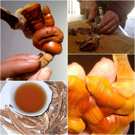 Making fresh Reishi mushroom tea - Milkwood: permaculture courses ...