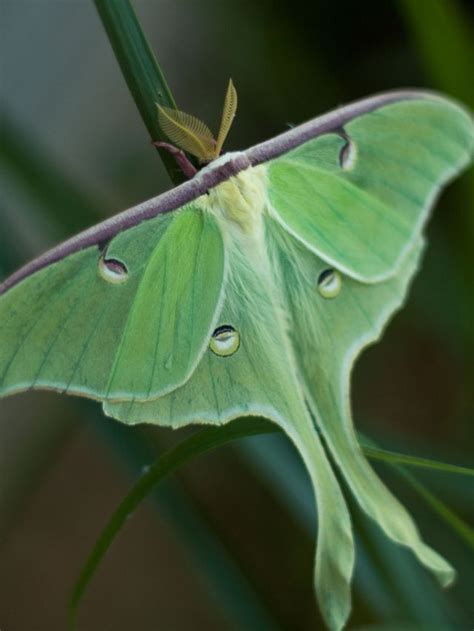 Spiritual Meaning, Ideas, and Symbolism of Luna Moth