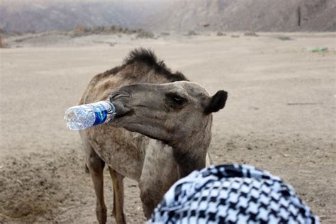 Camel Drinking Water in the Desert | A young camel drinking … | Flickr