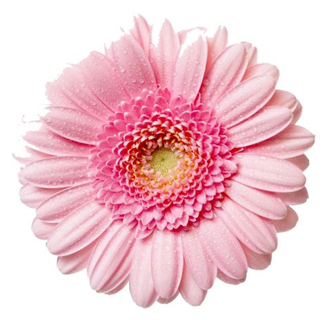 Gerbera Transparent Background - PNG Play