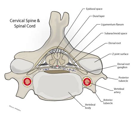 Meninges Anatomy