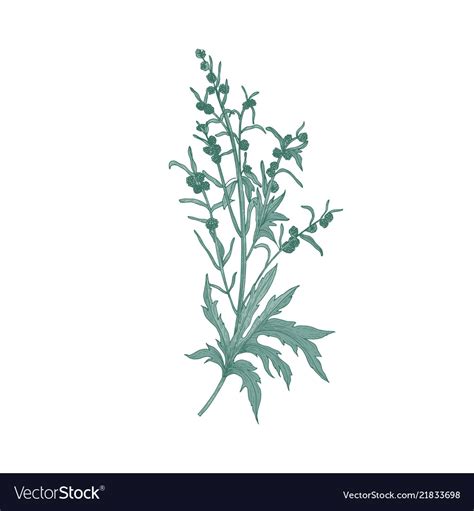 Sagebrush flower isolated on white background Vector Image