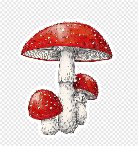 Amanita muscaria Drawing Mushroom, mushroom, painting, nature, lighting ...