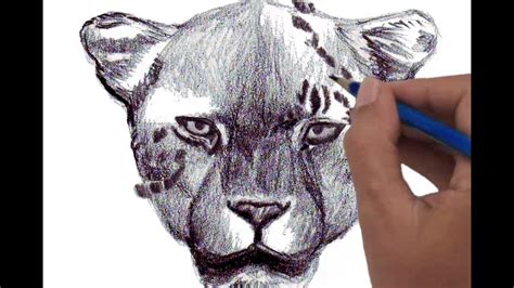 How to draw Leopard head, front view - YouTube