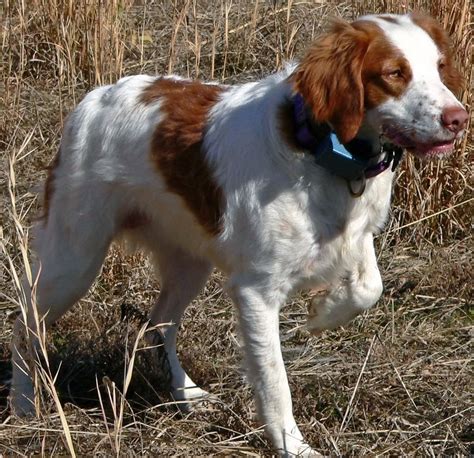 brittany spaniel hunting - Google Search | Bird dogs, Brittany dog, Brittany spaniel