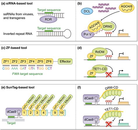 DNA methylation in plants: mechanisms and tools for targeted manipulation - Gallego‐Bartolomé ...