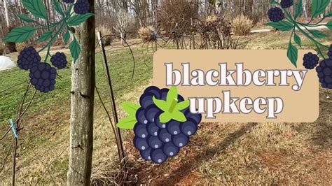 blackberry pruning & maintenance time - YouTube