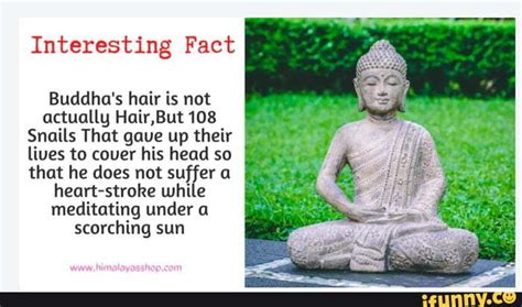 Interesting Fact Buddha's hair is not actually Hair,But108 Snails That ...