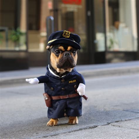 Cute Police Officer Dog Costume - Costume Yeti | Dog costume, Police dogs, Dog costumes