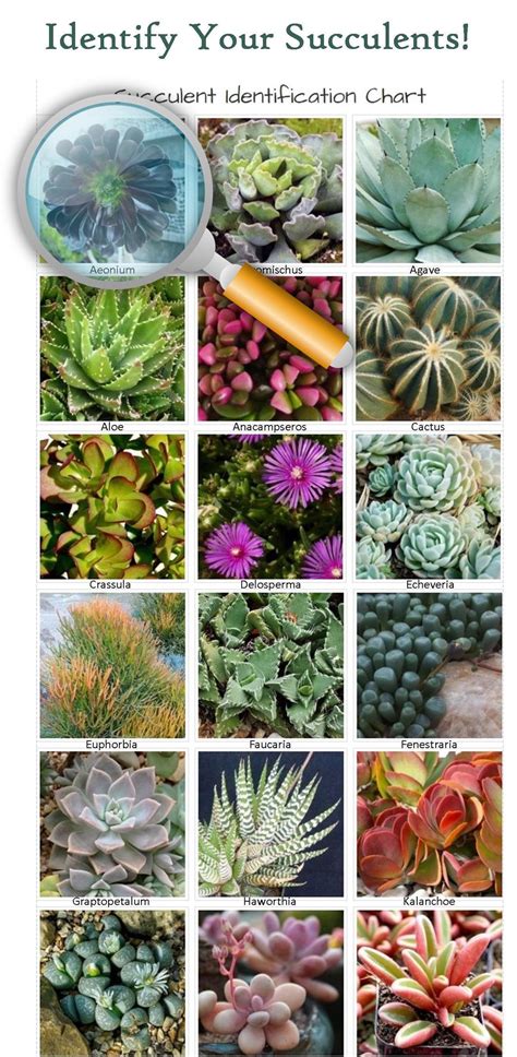 Succulent identification chart with pictures! Learn how - and why! to ...