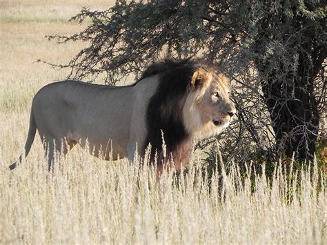 Experiencing the real Kalahari - Africa Geographic