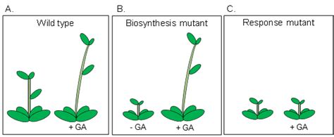 Mutation In Plants