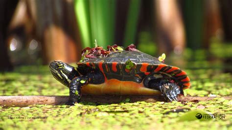 Wetlands: The Unsung Heroes of Our Natural World – Your Connection to ...