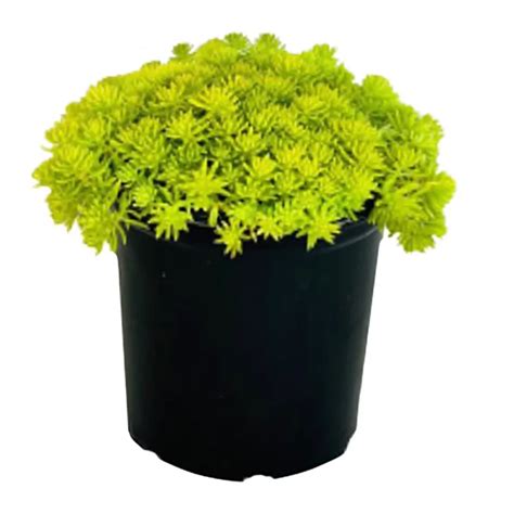 Greenleaf Nursery Lemon Ball Sedum - Shop Potted plants at H-E-B