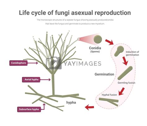 Asexual reproduction in Penicillium, Life cycle of fungi. by Auchara Vectors & Illustrations ...