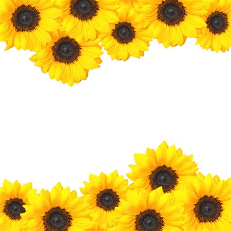 Free Sunflower Border Cliparts, Download Free Sunflower Border Cliparts png images, Free ...