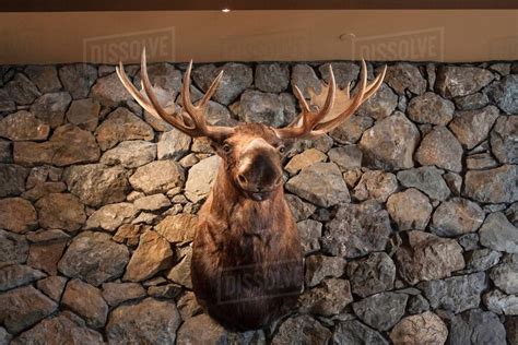 Moose head mounted on stone wall - Stock Photo - Dissolve