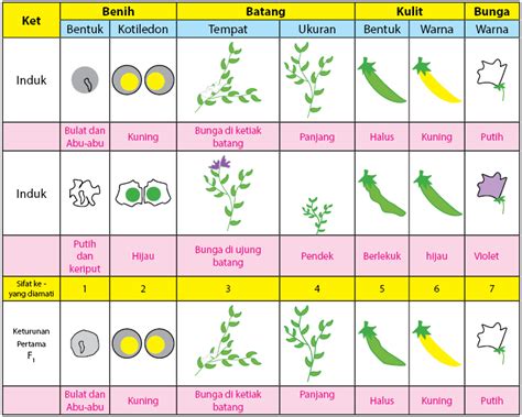 Pola-Pola Hereditas: Pewarisan Sifat: Persilangan Monohibrid ...