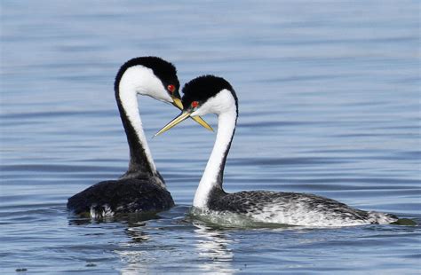 Western Grebe conservation | Audubon California