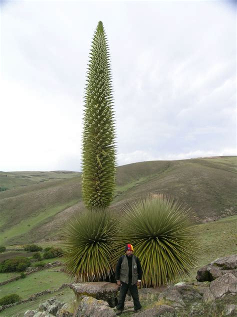 Puya raimondii [ Family: Bromeliaceae] flowering in Ayacucho, Peru. Puya raimondii, also known ...