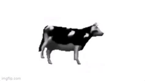 dancing polish cow | Dancing animals, Cow, Dance