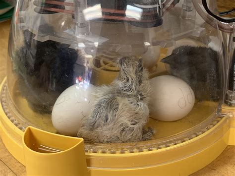 Silkie Hatching Eggs – Better With Thyme