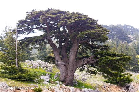 Cedar of Lebanon (BiblePlaces.com) – BiblePlaces.com