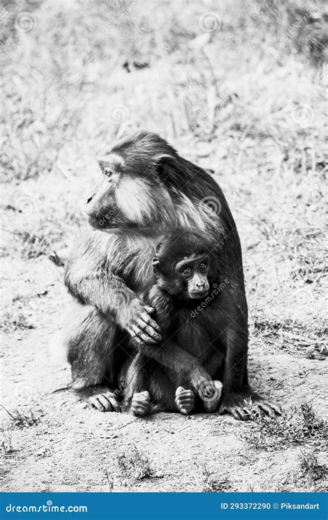 Cute Baby Tonkean Macaque Monkey with Its Mother Stock Photo - Image of ...