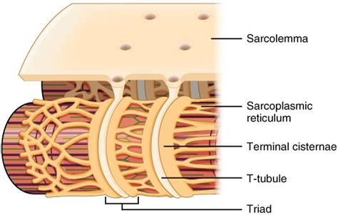 muscles - Is the Klein's bottle a good analogy to the relation between ...