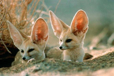 Desert wildlife Morocco Archives - Wild Morocco | where adventure begins