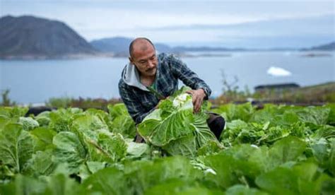 Agriculture in Greenland | Polarjournal