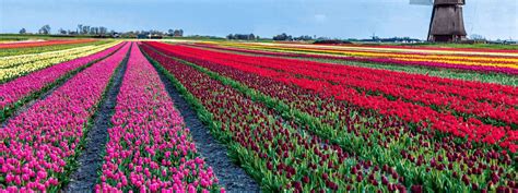 Netherlands: 5-day Tulip Tour | Boat Bike Tours