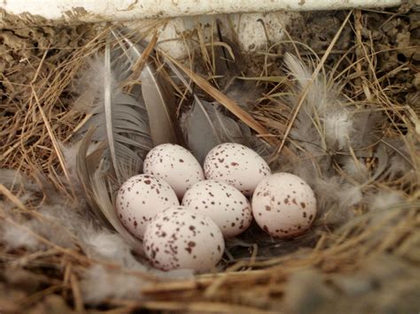 Pin by Nicci Kelly on Birds | Barn swallow, Nest, Bird nest