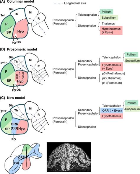 VERTEBRATE BRAINS: EVOLUTION, STRUCTURES AND FUNCTIONS: Development, Growth & Differentiation ...