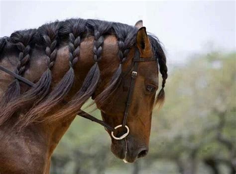 Brown, braided beauty! | Horse mane, Horse mane braids, Horse hair