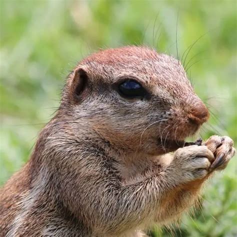 Cape Ground Squirrel - Facts, Diet, Habitat & Pictures on Animalia.bio