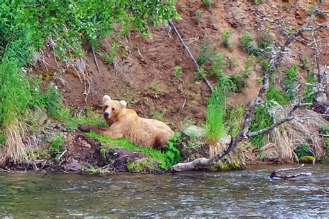 Watching the bears at Brooks Falls - Alaska Travelgram